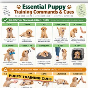 Peut inclure: Une affiche éducative blanche intitulée Essential Puppy Training Commands & Cues présentant quinze sections numérotées avec des photos de chiots golden retriever illustrant des ordres comme assis, reste, viens et au pied avec du texte.