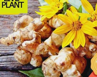 May include: A cluster of light brown, knobby Jerusalem artichoke tubers arranged with bright yellow flowers and green leaves. A yellow square in the top left corner contains the black text LIVE PLANT, and a gold award badge is in the bottom right.