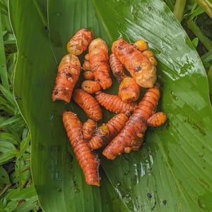 Raíces de cúrcuma amarilla orgánica – Planta joven viva, rizomas de especias doradas