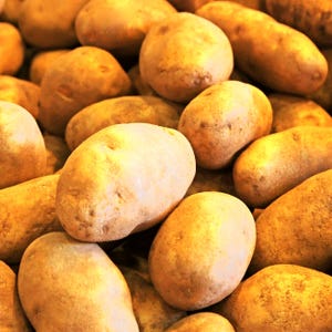 May include: A large collection of raw, unpeeled potatoes with light brown, textured skin. The potatoes vary in size and shape, featuring an earthy, tan colour palette with subtle variations in tone across their surfaces, creating a dense pile.