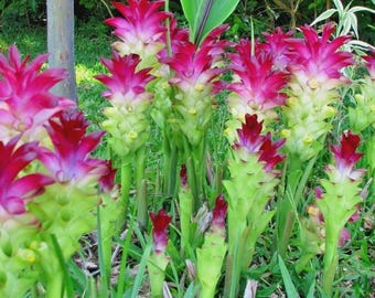 Red Siam Tulip Plant or Rhizome – Fast-Growing Exotic Tropical Flower