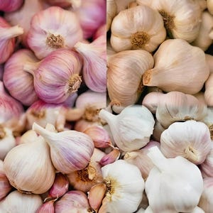 May include: A collection of whole garlic bulbs featuring papery white and purple-streaked skins. The bulbs are clustered together, displaying their rounded shapes, fibrous root ends, and tapered stems in a dense, textured arrangement.