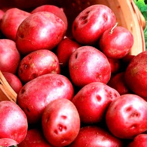 Puede incluir: Una colección de patatas rojas crudas con piel fina y lisa y formas redondeadas. Las patatas están amontonadas, mostrando su vibrante color carmesí y texturas naturales, con algunas pequeñas hendiduras visibles en sus superficies.