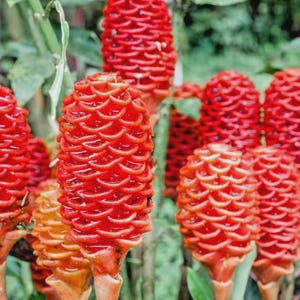 Shampoo Ginger Rhizomes – Zingiber Zerumbet | Pine Cone Ginger | Tropical
