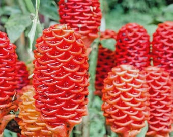 Shampoo Ginger Rhizomes – Zingiber Zerumbet | Pine Cone Ginger | Tropical