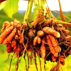 16 oz de rhizomes de curcuma jaune en vrac - épices fines dorées fraîches