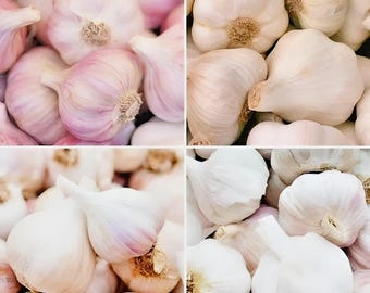 Mix di bulbi d'aglio biologici da 454 g (16 oz) – Selezione multi-varietà premium / Chesnok Red, Music e altre varietà antiche a collo duro 100% coltivate negli Stati Uniti per la semina