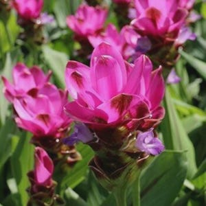 Pode incluir: Um grupo de flores de Curcuma rosa vibrante, também conhecidas como tulipas do Sião, com brácteas em camadas com pontas magenta profundo e pequenas pétalas roxas delicadas emergindo da base, sobre uma folhagem verde pontiaguda.