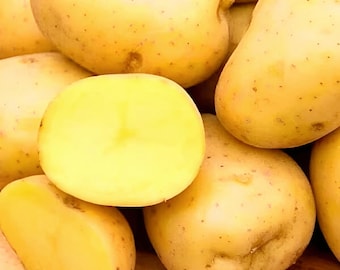 Papas de siembra Yukon Gold – Certificadas por el USDA para siembra, material de cultivo de alto rendimiento (temporada 2026)