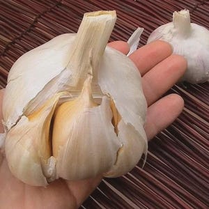 Bulbos de alho gigante tipo elefante – Sabor suave e gourmet, mudas não transgênicas.