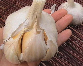 Riesen Elefanten Knoblauch Zwiebeln - Mild Gourmet Geschmack, Non-GMO Pflanzerde