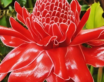 Red Torch Ginger Live Rhizome Tropical Exotic Plant Flower - Etsy Red Torch Ginger Live Rhizome Tropical Exotic Plant Flower - Etsy