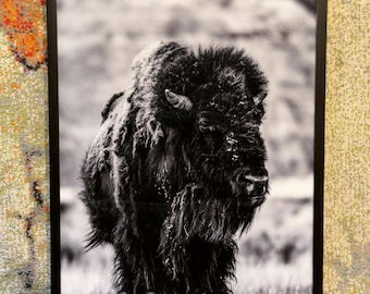 Monarca de las praderas / Bisonte americano Arte mural / Fotografía de vida silvestre en blanco y negro / Descarga digital / Decoración rústica de cabaña