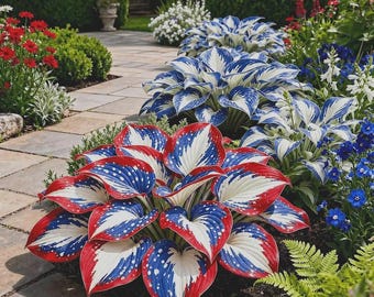 Fantastische Rot Weiß Blau Funky Pflanze | Veränderte mehrjährige Gartenpflanze