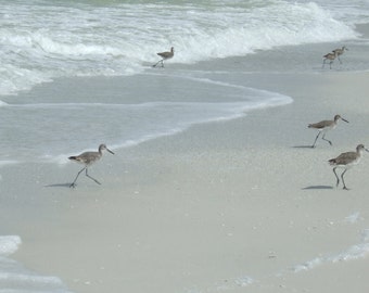 Set of 5 Blank Photo Note Cards Sandpipers on the Beach
