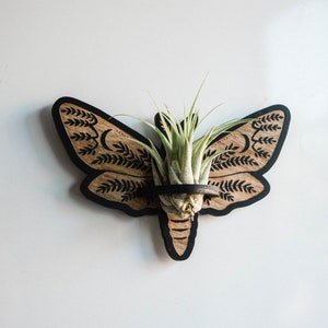 Deaths Head Moth Airplant Holder Magnet Tillandsia Indoor Planter Hanging Gothic Witchy Home Decor Entomology Plant Lover Bug Collector Gift