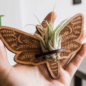 Deaths Head Moth Airplant Holder Fridge Magnet Tillandsia Indoor Planter Hanging Wooden Home Decor Entomology Plant Lover Bug Collector Gift