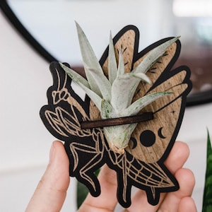 May include: A wooden air plant holder in the shape of a moth. The holder is black with a detailed moth illustration and a natural wood grain wing design. A small air plant is held in place by a brown band.
