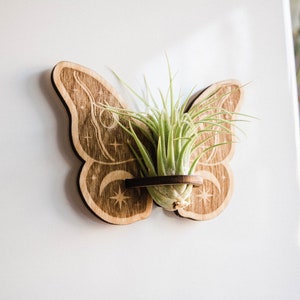 May include: Wooden butterfly wall planter with a small air plant in the center. The butterfly is decorated with a moon and stars design.