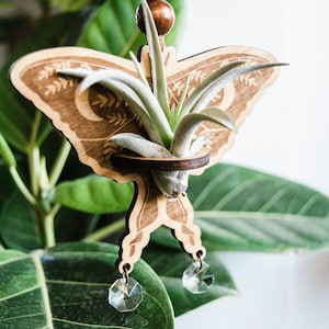 May include: A wooden butterfly-shaped air plant holder with a small air plant growing inside. The holder has a decorative design and two crystal prisms hanging from the bottom.