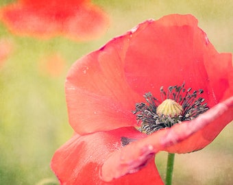 Summer Poppy Photograph