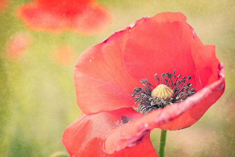 Summer Poppy Photograph image 1