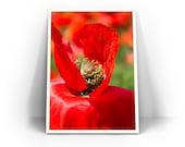 Red Poppy Photograph - Red and Green Home Decor, Botanical Wall Art, Macro Flower "Bed of Petals"