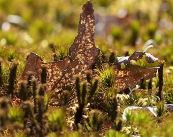 Mass and Oak Leaf - Macro Fine Art Photography