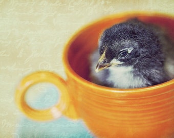 Chick in Teacup Photograph