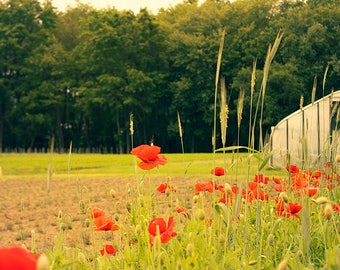 Rustic Farm and Poppies Photograph