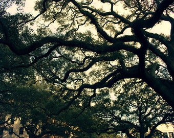 Live Oaks Wall Art - Savannah tree photography