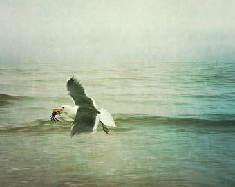 Seagull with Crab Photograph  - beach decor print from Cape Cod, MA