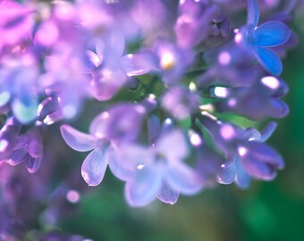 Lilac Photograph - fine art abstract photography