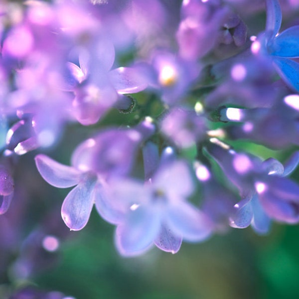 Lilac Photograph - fine art abstract photography