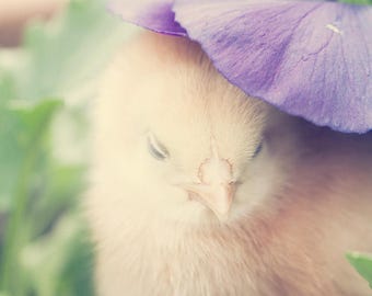 Fashionista - baby chicken photograph