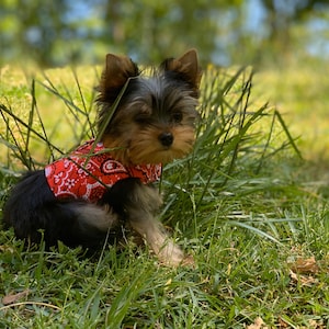 Red bandana print harness