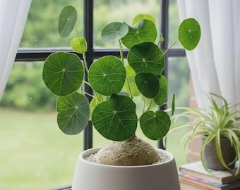 Rare Stephania Erecta Bulb Only | Dormant Caudex Plant | Exotic Houseplant | Live Root Bulbs | Rare Indoor Plants