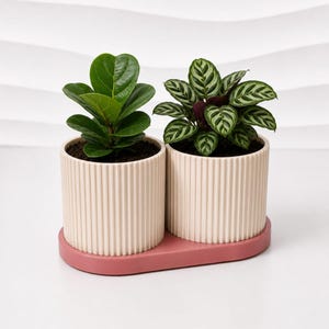 Op de afbeelding: Twee cilindervormige, crèmekleurige plantenbakken met verticale ribbeltexturen, elk met een kleine groene plant. De plantenbakken staan naast elkaar op een enkele, ovale, oudroze schaal, wat een samenhangende set vormt voor kamerplanten.