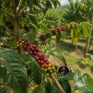 May include: A coffee plant branch featuring clusters of ripening coffee cherries that transition from green to deep red. The woody stem supports broad, dark green leaves, with a circular logo featuring a plant and globe icon visible in the lower right corner.