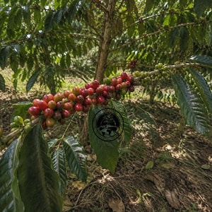 May include: A coffee plant branch featuring clusters of ripening coffee cherries in shades of red, orange, and green. The branch is covered in dark green, glossy, oval-shaped leaves. A circular black logo with a plant icon is visible.