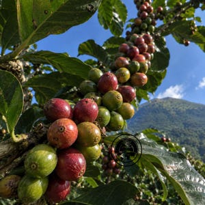 Pode incluir: Um ramo de cafeeiro carregado com cachos de cerejas de café em maturação, em vários tons de verde, amarelo e vermelho profundo. O ramo apresenta folhas verde-escuras e brilhantes contra um céu azul e uma paisagem montanhosa ao fundo.