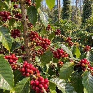 Op de afbeelding: Een koffieplant met talloze trossen ronde, felrode koffiebessen die aan houtachtige takken groeien. De plant heeft grote, puntige, donkergroene bladeren en enkele kleinere, onrijpe groene bessen verspreid tussen de rijpe rode vruchten.