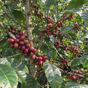 Peut inclure: Une branche de caféier chargée de grappes de cerises de café en cours de maturation, dans des tons rouge profond, cramoisi vif et quelques nuances vertes, fixée à une tige ligneuse texturée entourée de larges feuilles vert foncé brillantes.
