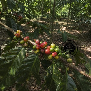 Argopuro Coffee Seeds for Planting, (Coffee sp.) Coffee Bean CERTIFIED