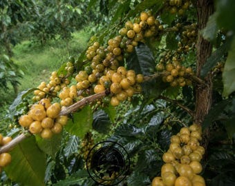 Bourbon Yellow Coffee Seeds for Planting, (Coffee sp.) Coffee Bean CERTIFIED