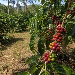 Puede incluir: Una rama de cafeto con racimos de cerezas de café en proceso de maduración en tonos rojo oscuro, carmesí brillante y verde. El tallo leñoso está cargado de hojas de color verde oscuro brillante, mostrando el ciclo natural de crecimiento.