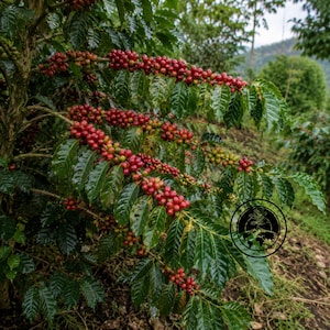 May include: A coffee plant with clusters of bright red coffee cherries growing on its branches, surrounded by dark green, glossy, oval-shaped leaves. A circular black logo featuring a small plant icon over a globe is visible on the right.