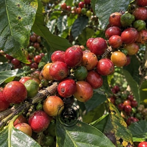 May include: A coffee plant branch laden with clusters of ripening coffee cherries in various stages of development, transitioning from green to yellow, orange, and deep red, surrounded by large, dark green, veined leaves on a woody stem.