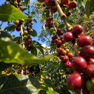 Op de afbeelding: Een tak van een koffieplant vol rijpende koffiebessen in dieprode en groene tinten tegen een helderblauwe lucht. De houtachtige stengels zijn dicht bezet met ronde vruchten en levendige groene bladeren, die het oogstmoment in beeld brengen.