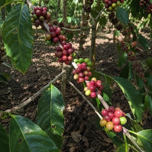Andungsari Coffee Seeds for Planting, (Coffee sp.) Coffee Bean CERTIFIED